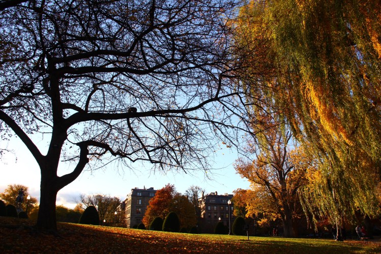 foliage_was_not_there_in_Taiwan_either